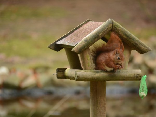 Quelques impressions du jardin