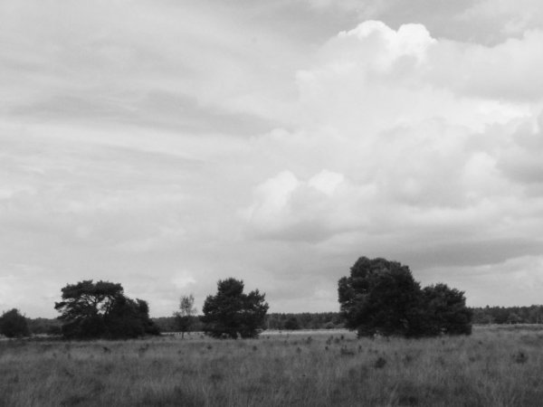 Cartierheide, vous faites le promenade directement de la maison
